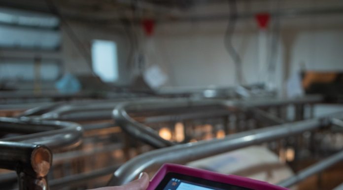 Want to maximize lactating sow feed intake? Put her in control