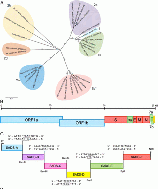 A new coronavirus fear? Strain seen in swine has potential to jump to humans, UNC finds. R