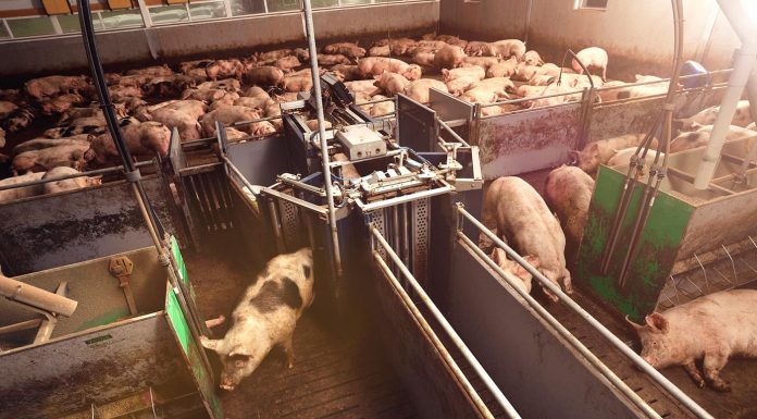 5 efficiency gains with automated sorting scale technology