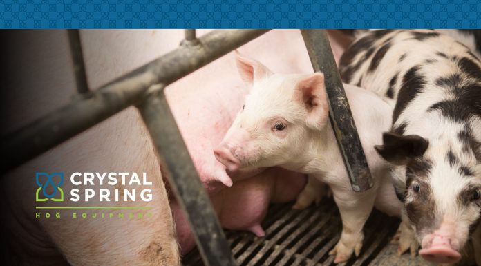 How to Maintain a Sow’s Condition During Lactation