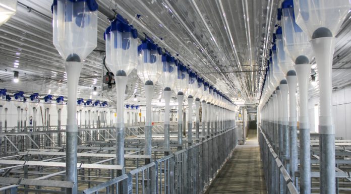 Boar stud utilizes air-conditioned ventilation system in new facility