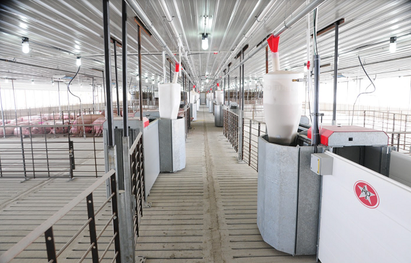 Swine Barn Upgrades to Address Efficiency, Regulatory Needs