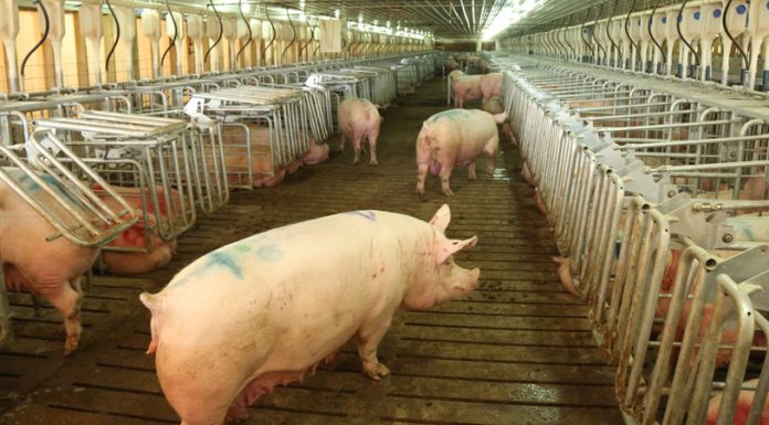 Free Access Stalls live-action video.