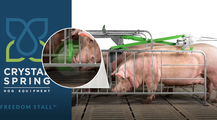Prop 12 Solution: Crystal Spring’s Freedom Stall™ Free-Access Gestation Stall