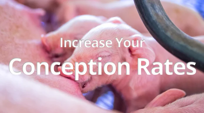 Increase Conception Rates with Simple Changes