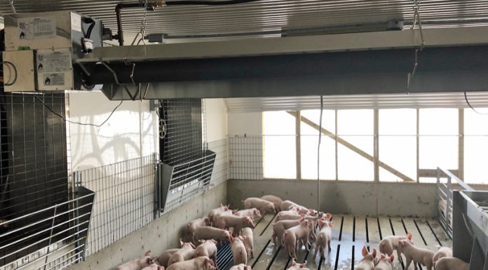 Tube heaters for weaned pigs