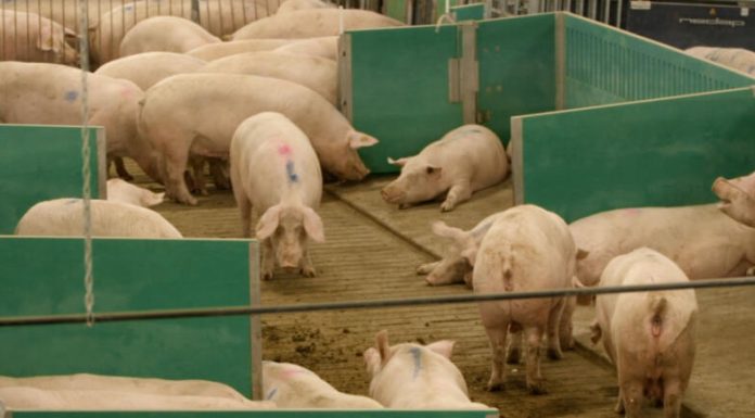 Maple Leaf Foods Our Proud Journey to Open Sow Housing