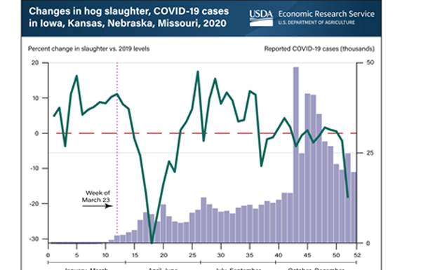 USDA: Impact Of COVID-19 On Processing Rates Was Short-Lived In Largest Pork Producing Region