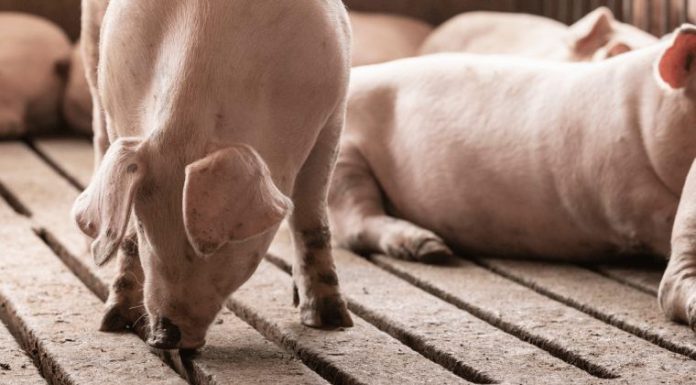 Air quality in pig barns: What are your pigs breathing in?