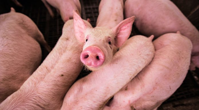 BIOSECURITY BREACHES LEADING CAUSE OF DISEASE TRANSMISSION