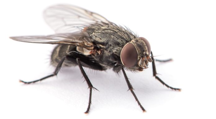 Level up your fly control