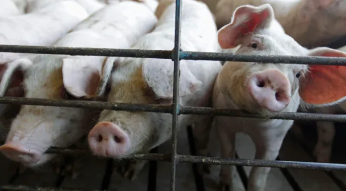 Thousands of pigs die after April storm knocked out power to western Manitoba hog farm