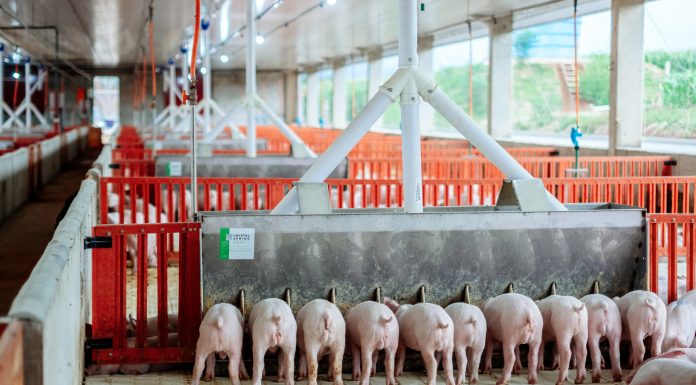 Wet/Dry Feeders Require 60% Less Linear Space Per Pig