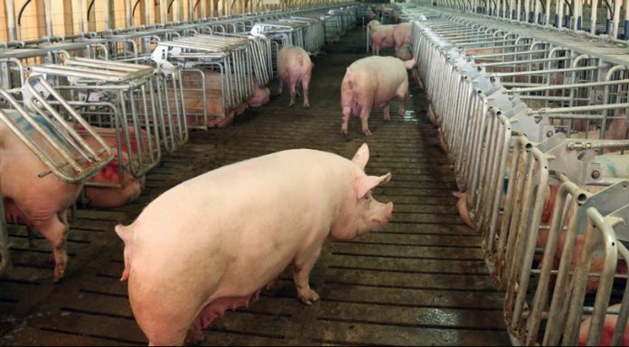 Why is Hog Slat’s Free Access Stall “Simply the Best”