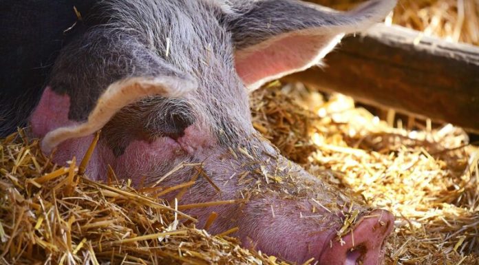 Hogs Drop Triple Digits on Monday