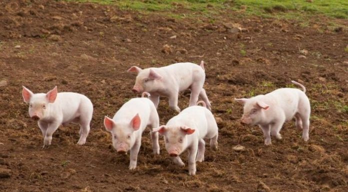 Larger Premium for Nearby Hogs