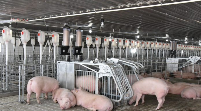 Navigating Proposition 12 in Your Swine Operation