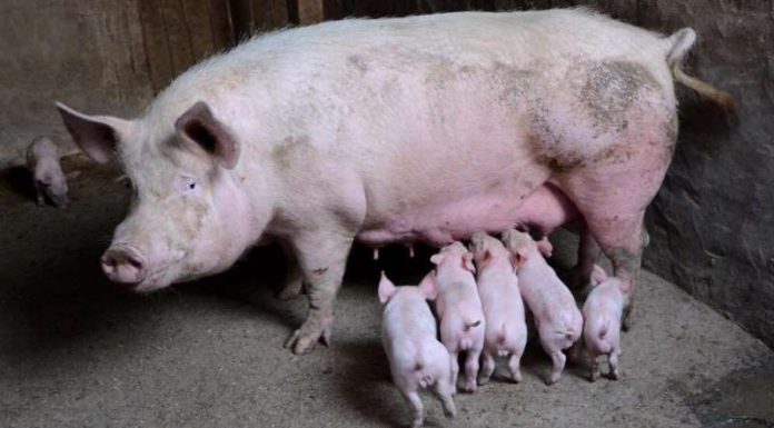 Coconut water aids artificial insemination of pigs