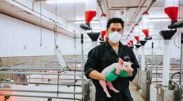 A new Swine Production Foundations program is being launched at Assiniboine Community College.