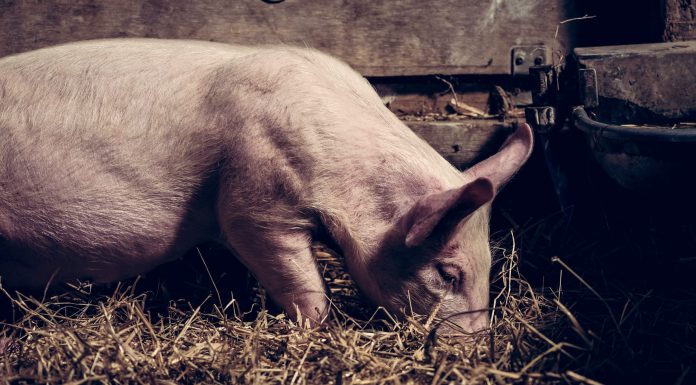 Pork Producers Advised to Create, Implement and Adhere to a Farm Safety Plan