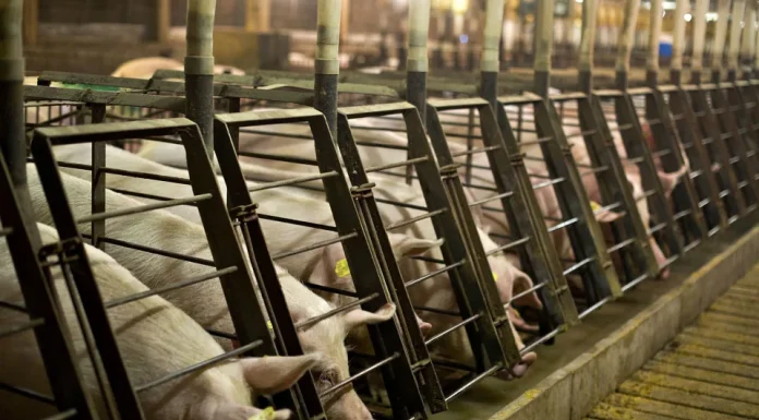 Big Pork Producers Just Can’t Quit Gestation Crates