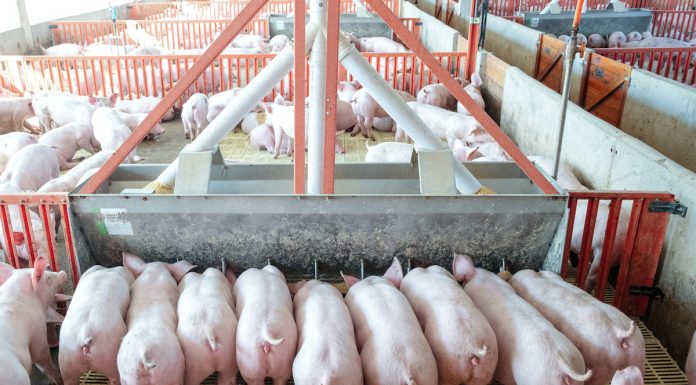 Bigger is Better in Pork Production