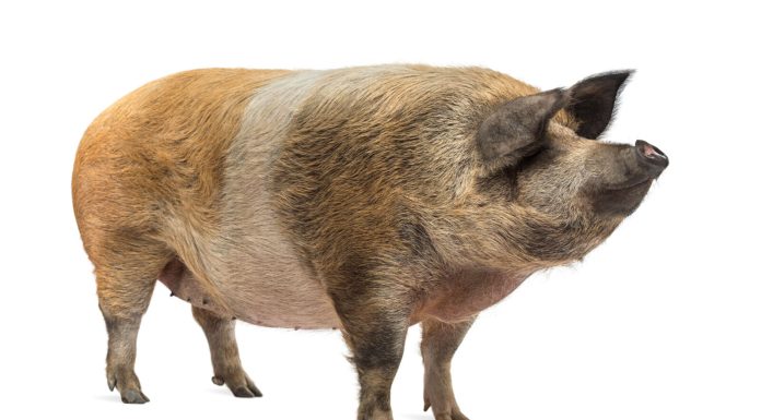 Missouri Research: Nothing to Swine About