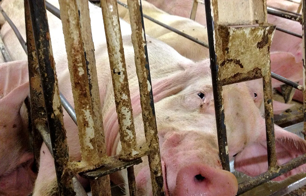 Oklahoma foundation seeks improvement in housing, treatment of pigs