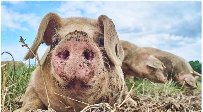 Sustainability in Agriculture: A Journey, Not a Destination