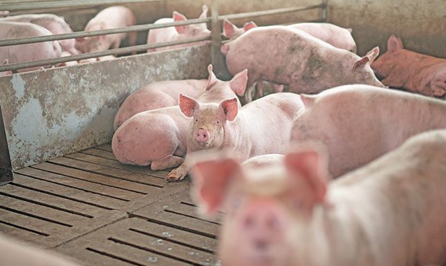 Many opportunities await South Africa’s pork industry