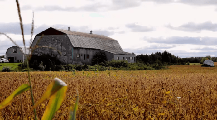 Anxiety disorders among pig farmers in Beauce a growing concern, says regional health authority