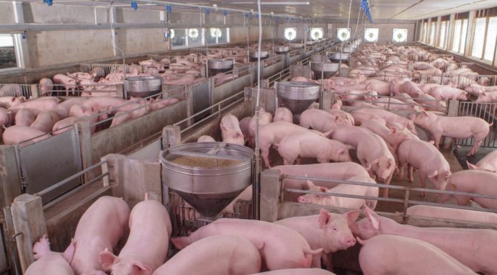 Nurse Sow Management: Research, Training and Strategies