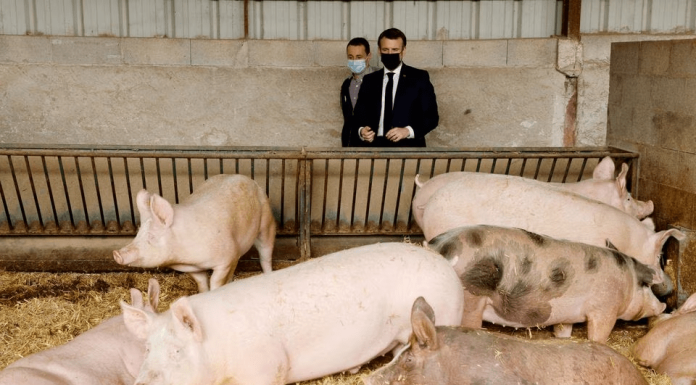 Analysis: EU pork on a lean streak as higher standards drive up costs