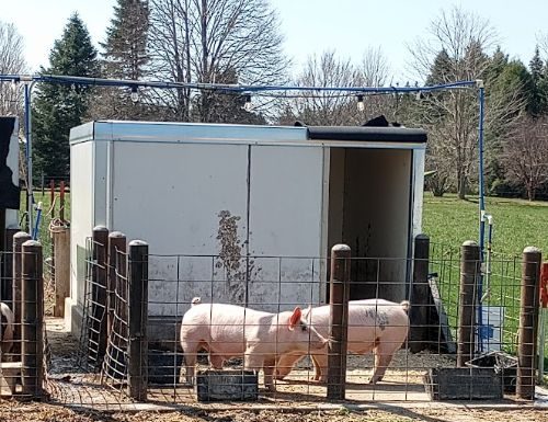 Standard operating procedures for your swine production system