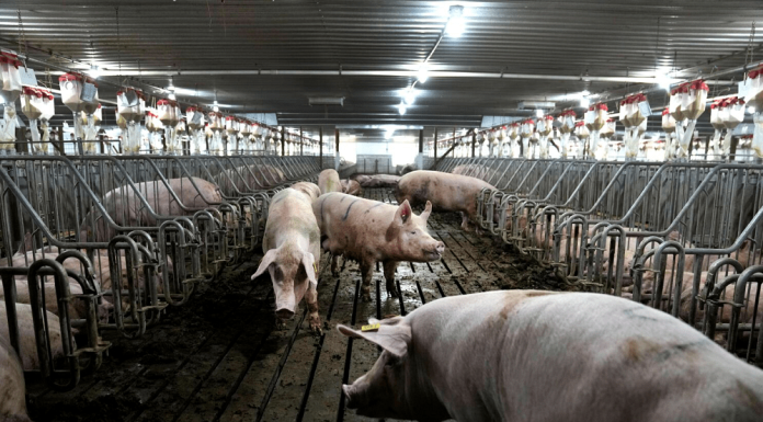 California bacon law takes effect but pork from farms using cages will still be on shelves