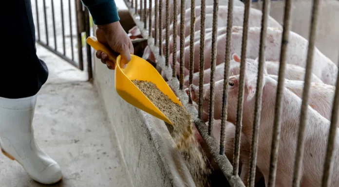 SwineTech® and SwineWorks® Empower Pork Producers with Workforce Management Certification