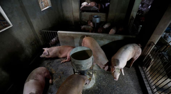 Vietnam approves commercial use of first African swine fever vaccines