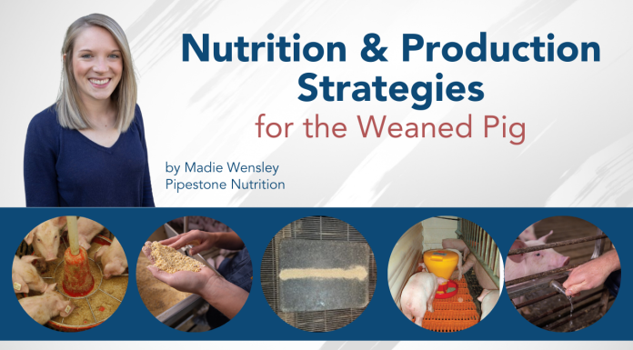 Nutrition & Production Strategies for the Weaned Pig, by Madie Wensley Nutritionist, Pipestone Nutrition