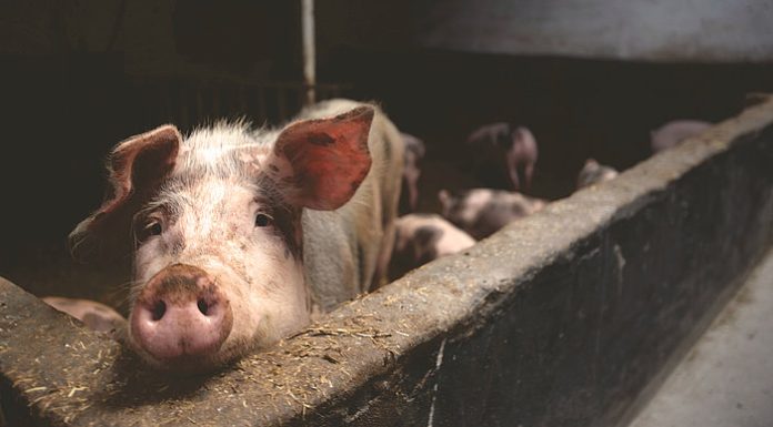 The non-classical major histocompatibility complex II protein SLA-DM is crucial for African swine fever virus replication