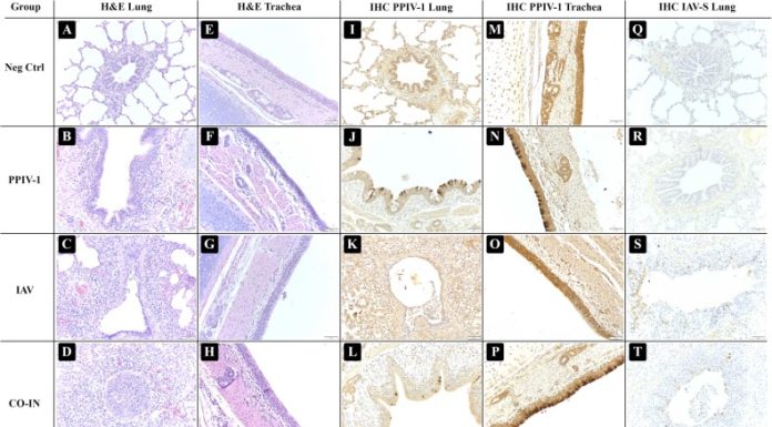 Pathogenesis of an experimental coinfection of porcine parainfluenza virus 1 and influenza A virus in commercial nursery swine
