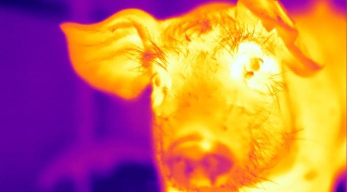 Facial skin temperature and other measurements of emotions in pigs