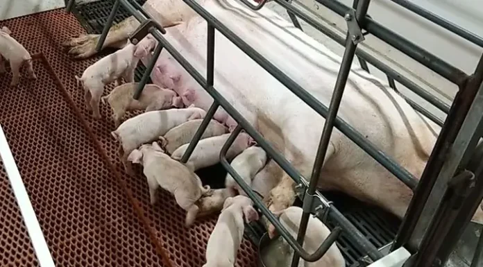 Unlocking the Future of Pig Farming: The Comprehensive Guide to Quality Pig Flooring