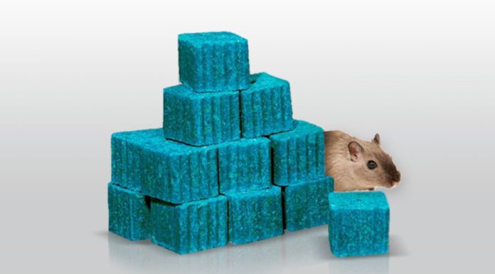 Downtime baiting strategies for rodent control.