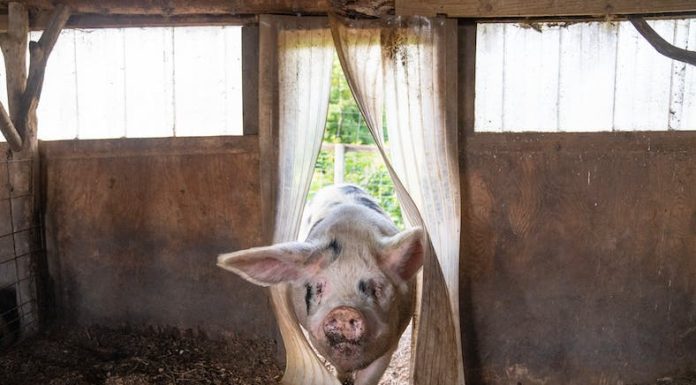 Minnesota Hog Farmers Navigate Compliance Challenges with California’s New Pork Regulations