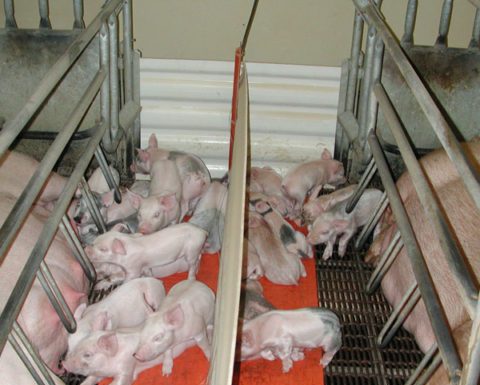 Utilizing Heat Mats to Manage Scours in Piglets