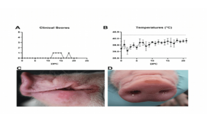 citations to date 52 Altmetric Listen Research Article Experimental inoculation of pigs with monkeypox virus results in productive infection and transmission to sentinels