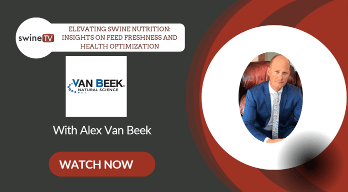 Elevating Swine Nutrition: Insights on Feed Freshness and Health Optimization