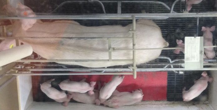 How do swine producers and veterinarians think precision livestock farming could help farms?