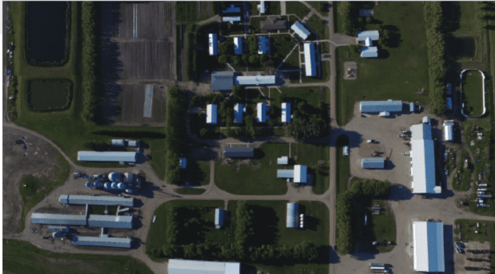 Topigs Insider: Producer Profile – Maple Grove Colony