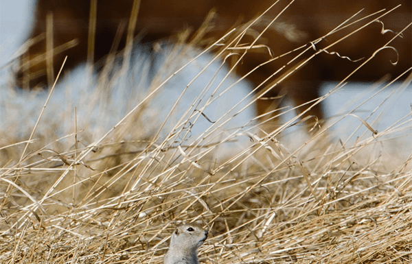 Gopher Control in the Post-Strychnine Era: Effective Solutions for Canadian Farmers